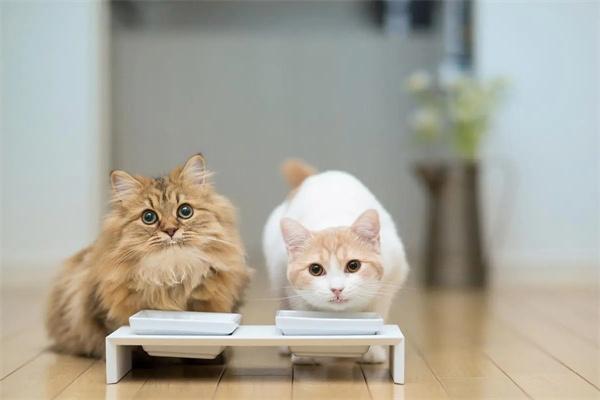 幼猫粮和成猫粮有什么区别？