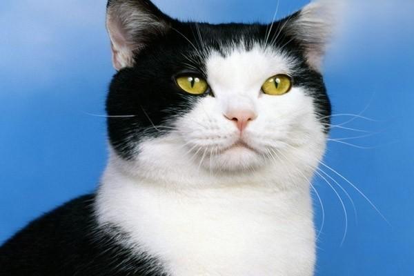 猫咪眼睛常见疾病及护理