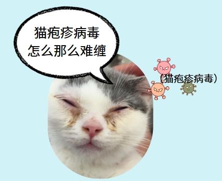 猫疱疹病毒不再难缠，这招让你的爱宠重获新生！