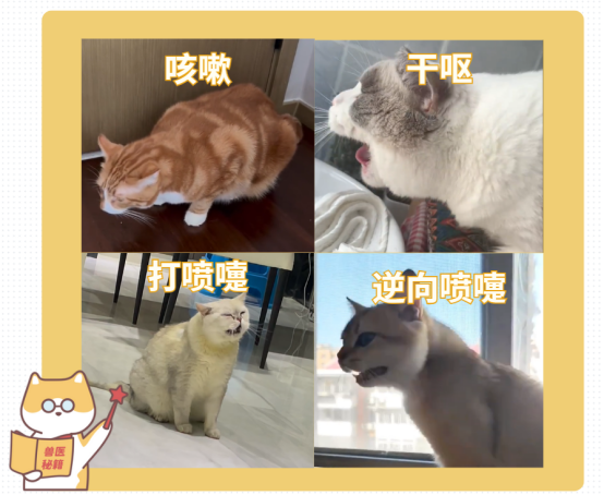猫一直发出卡喉咙的声音怎么回事？