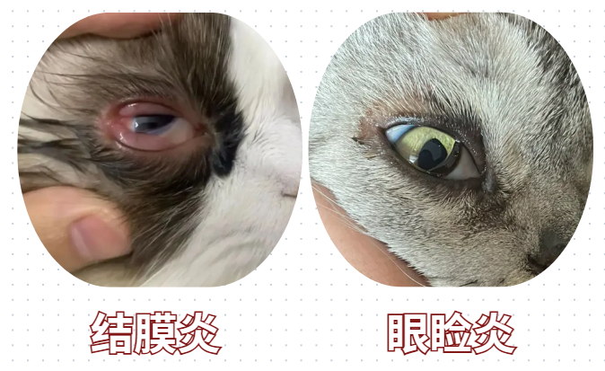 貓咪流眼淚分泌物多怎么辦？