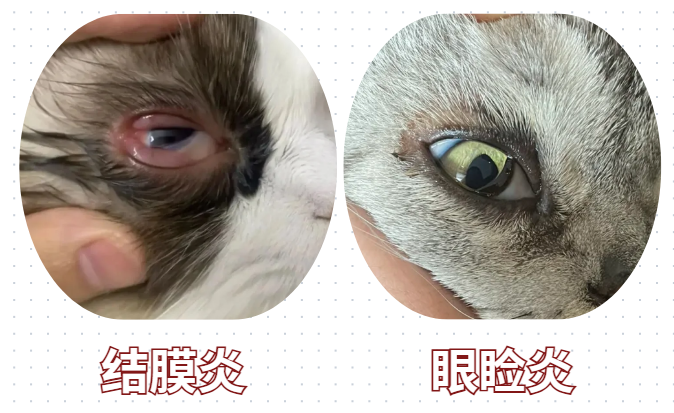 猫咪流眼泪分泌物多怎么办？