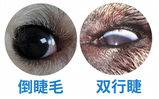 狗狗一只眼睛出現(xiàn)大量粘稠眼屎