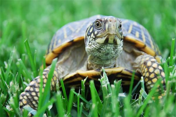 怎么判断乌龟是不是生病了？