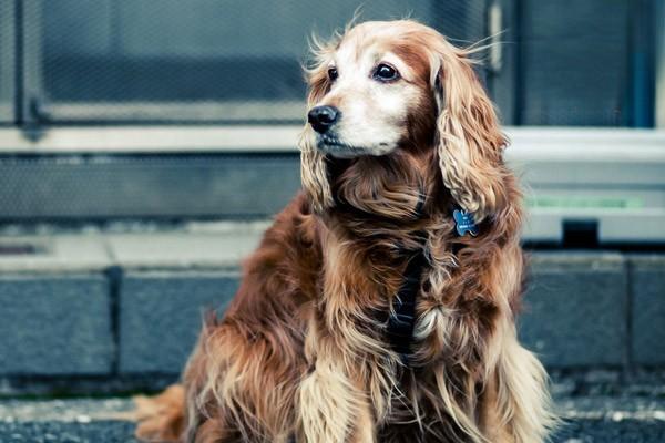 古牧犬会掉毛吗？古牧犬掉毛怎么办