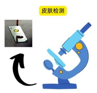 從發現到治愈：小狗膿包處理全流程，新手也能輕鬆掌握