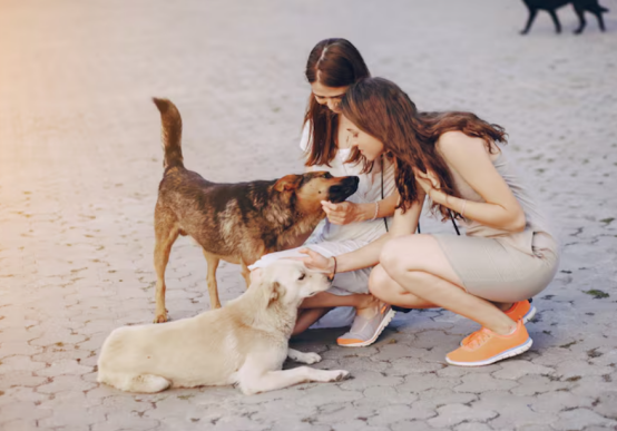 招狗体质的人有什么特点