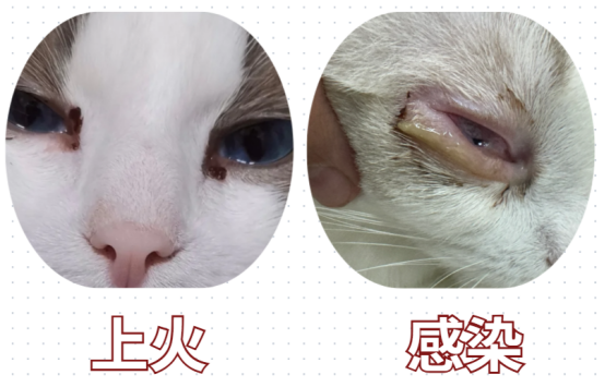 小猫有眼屎是上火还是感染了？