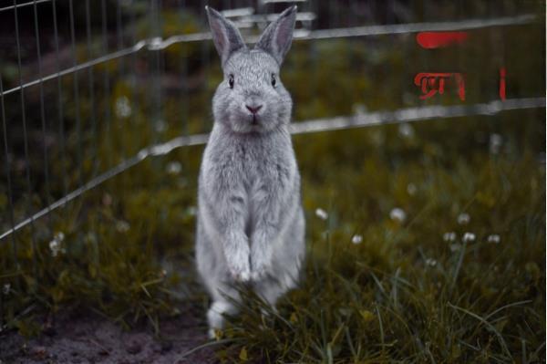 兔子肚子鼓鼓的是什么原因？