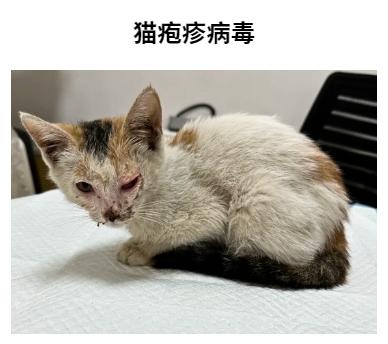 猫杯状病毒不再难治！这些方法值得一试