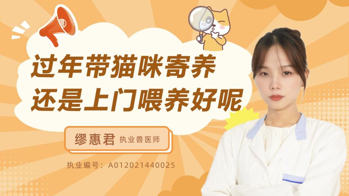 過年帶貓咪寄養還是上門喂養好呢？