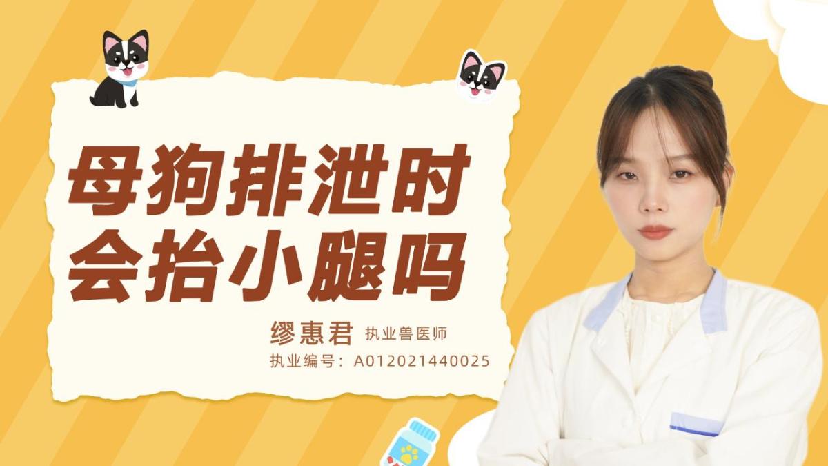 母狗排泄时会抬小腿吗？
