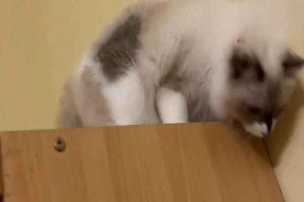 猫瘟消毒方法 84可以杀死猫瘟病毒吗