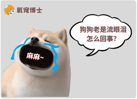 狗狗老是流眼泪≠伤心！可能是这些疾病在作怪！