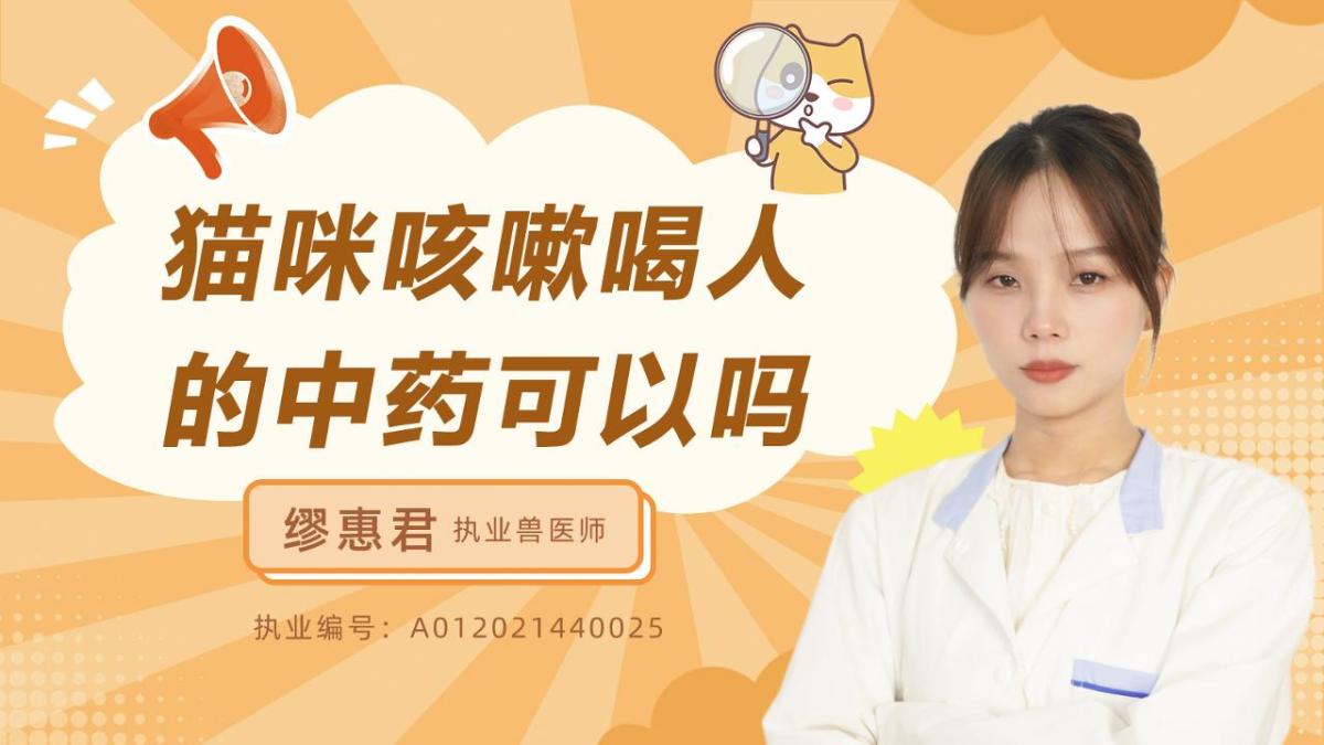 猫咪咳嗽喝人的中药可以吗？