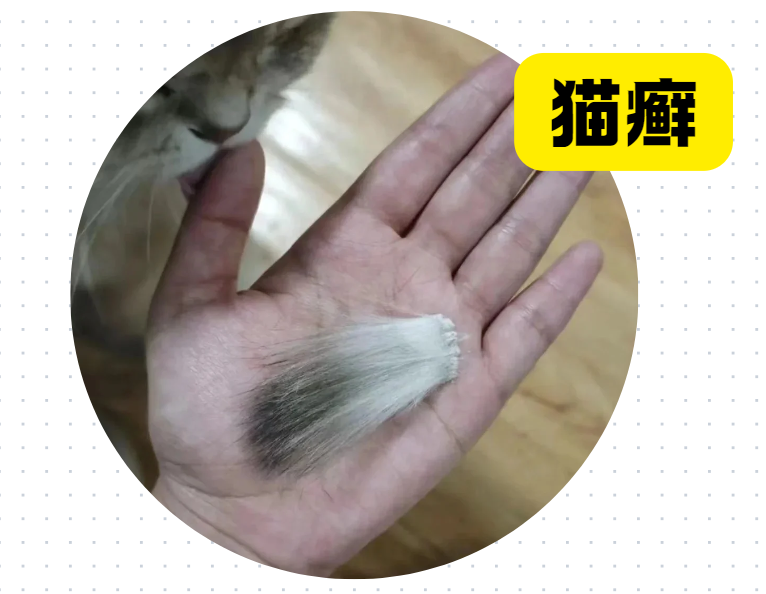 猫咪猫癣初期症状有哪些？如何判断？附图片