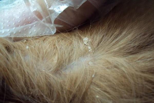 猫癣，猫皮肤病，猫毛打结成块是皮肤病