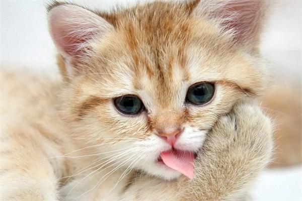 怎么预防猫毛球症？