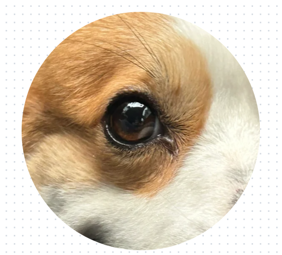 狗狗老是有眼屎