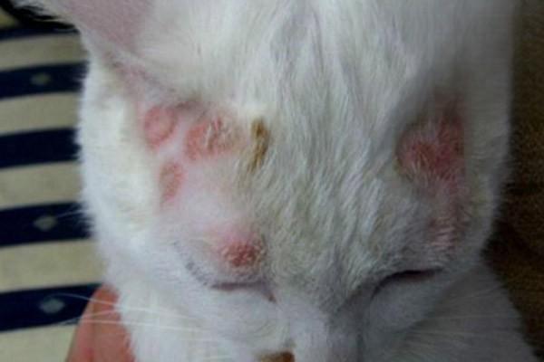 猫癣怎么治疗，猫癣，猫皮肤病，小猫耳朵上有癣怎么办