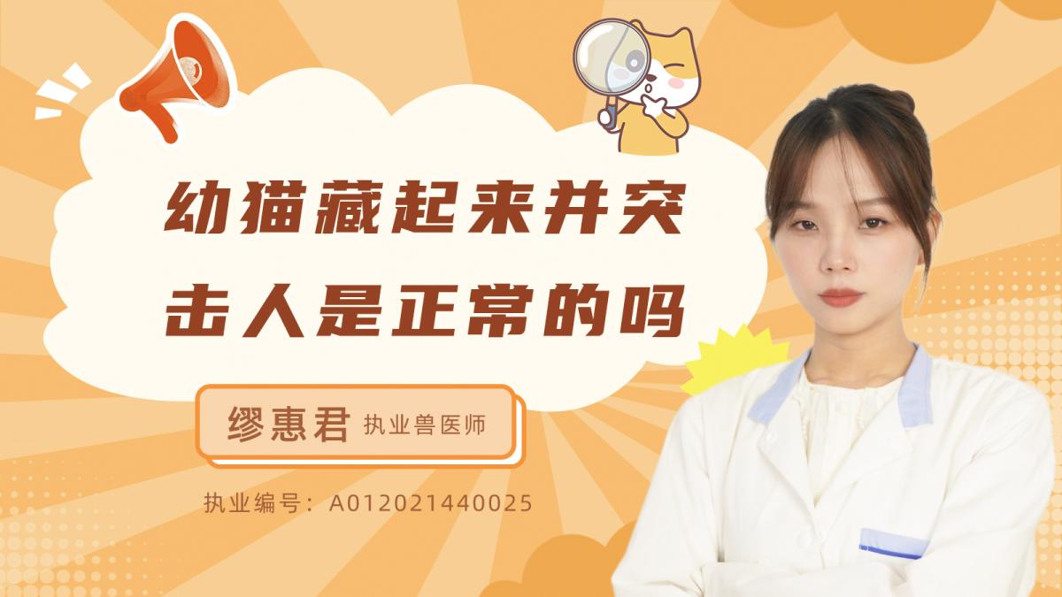 幼猫藏起来并突击人是正常的吗？