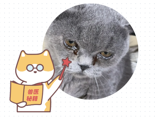 猫咪为什么会流眼泪？