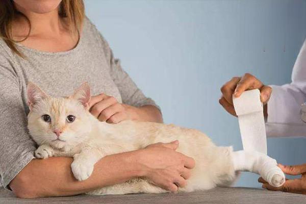猫伤口化脓怎么办
