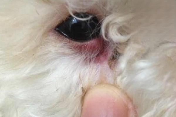 狗身上长疙瘩，狗眼睛疾病，狗狗眼睛里面长红疙瘩