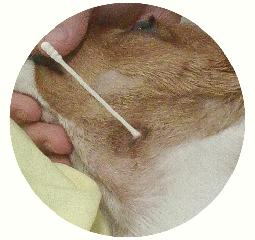 猫的伤口化脓