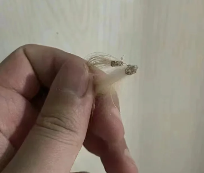 貓癬的症狀有哪些？