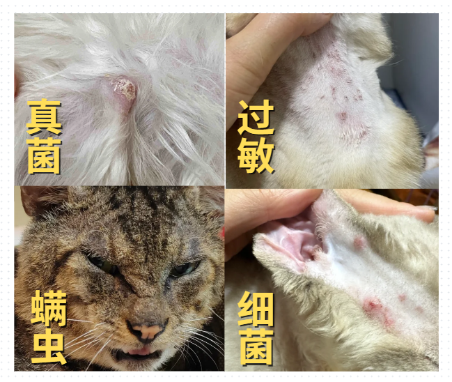 猫得了皮肤病怎么治疗？