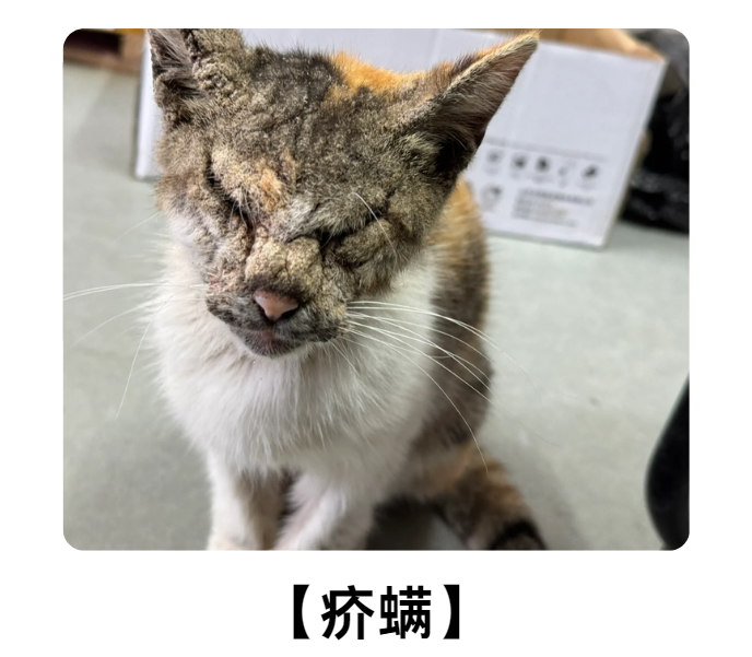 猫咪螨虫