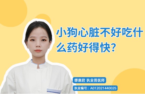 【宠医科普】小狗心脏不好吃什么药好得快？