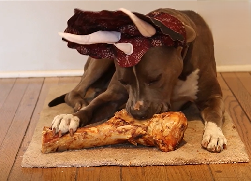 狗狗吃骨头能补钙吗？