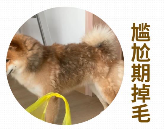 狗狗掉毛很嚴重怎麼辦？