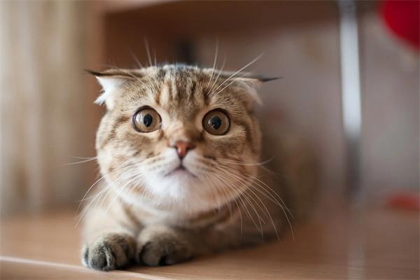 猫咪一直刨水碗是什么意思？