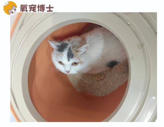 猫闭尿在家怎么帮助它排尿
