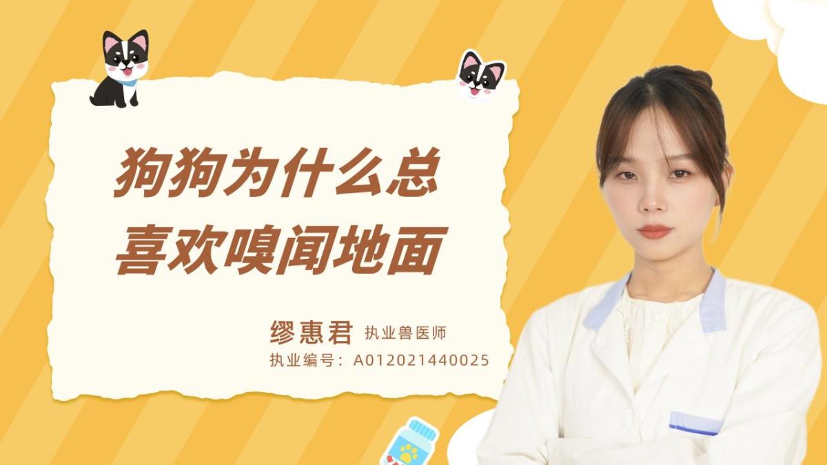 狗狗为什么总喜欢嗅闻地面？