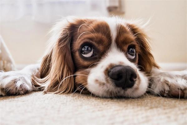狗狗刷牙出血是什么原因？