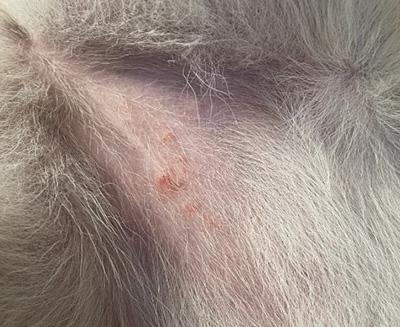 狗狗大腿內側有紅疹子，究竟是什麼東西？