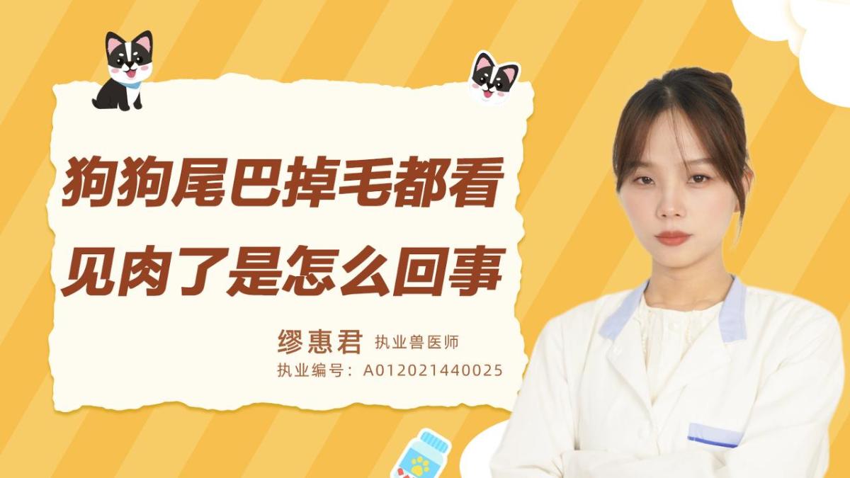 狗狗尾巴掉毛都看见肉了是怎么回事？