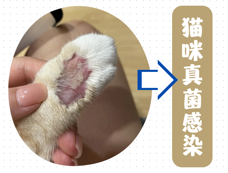 猫咪腿部真菌感染红肿不堪咋办？