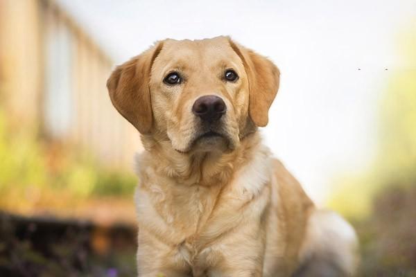 犬传染性支气管炎症状有哪些