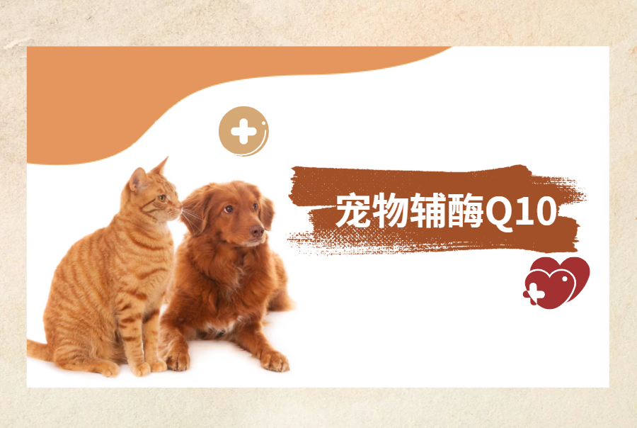推荐选择哪个宠物辅酶Q10？
