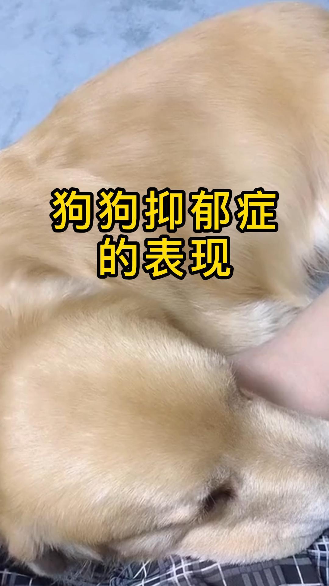 狗狗抑郁症的表现