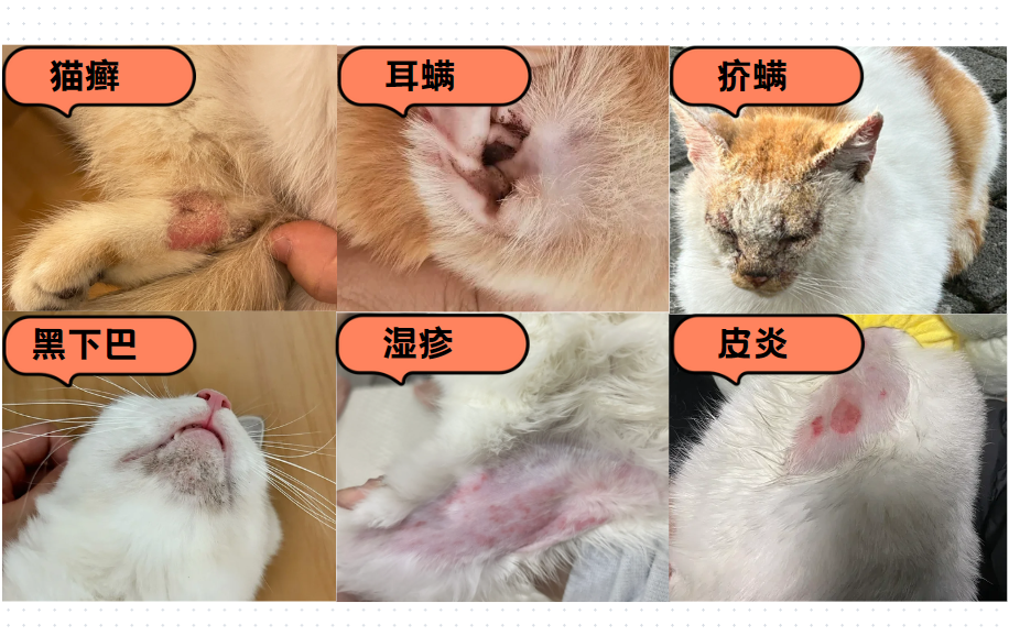 猫皮肤病用什么药？猫咪常见皮肤病及用药方案