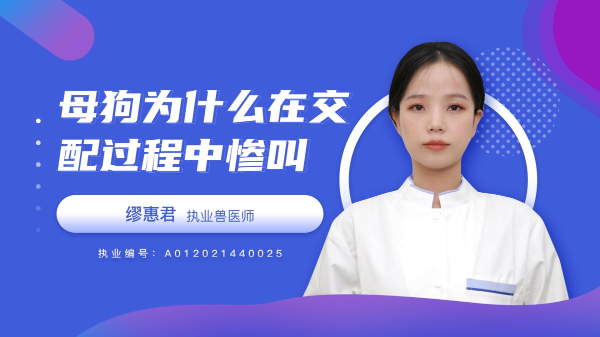 母狗为什么会在交配的过程中惨叫？