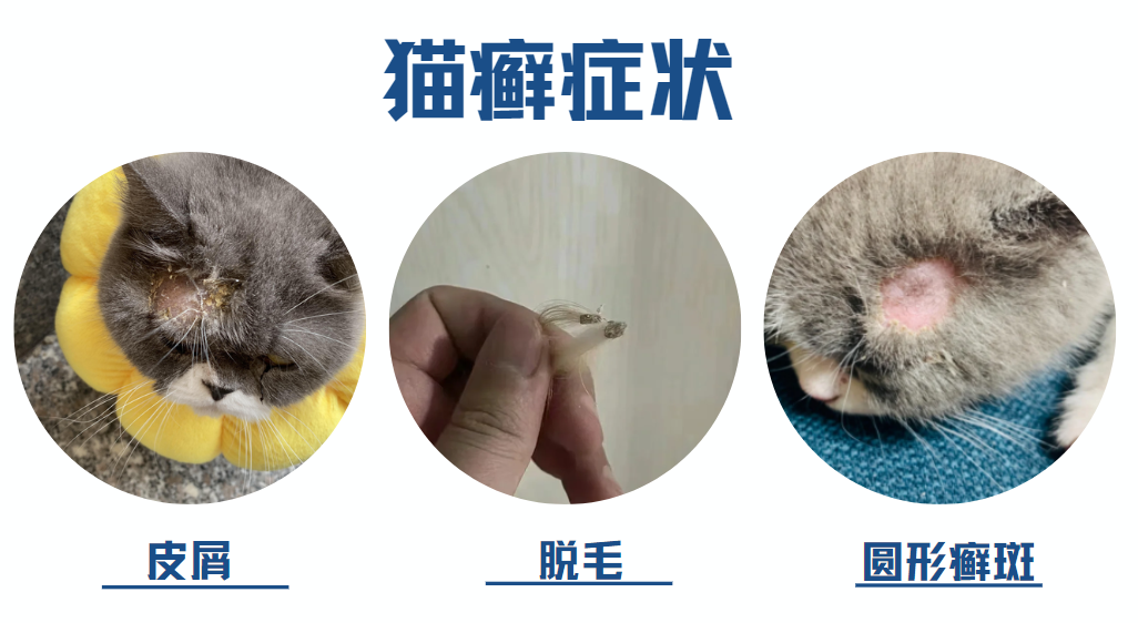 貓癬症狀