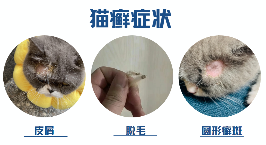 猫癣症状