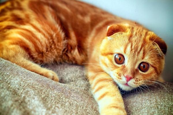 什么是猫咪肥厚性心肌病？